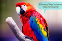 10 Amazing Things I've Learned About Parrots so Far