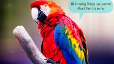 10 Amazing Things I've Learned About Parrots so Far