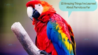 10 Amazing Things I've Learned About Parrots so Far