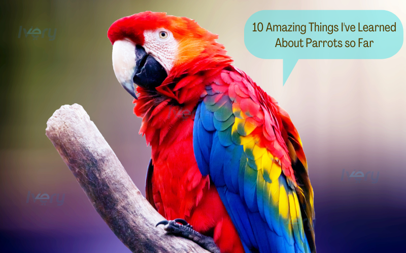 10 Amazing Things I've Learned About Parrots so Far