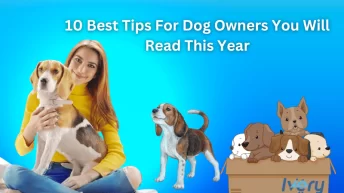 10 best tips for dog owners