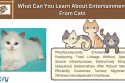 learn about entertainment from cats