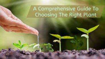 A comprehensive guide to choosing the right plant