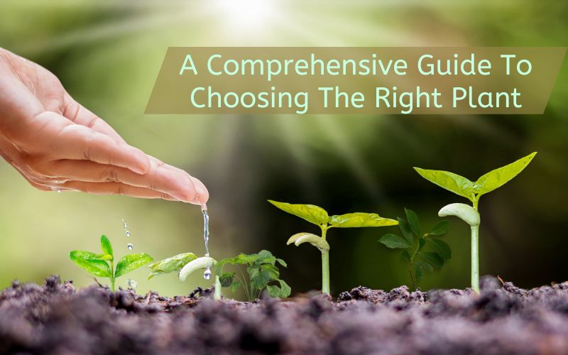 A comprehensive guide to choosing the right plant