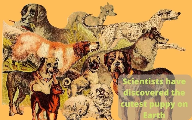 Scientists have discovered the cutest puppy on Earth